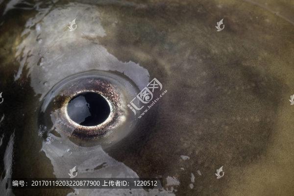 鯉魚頭近