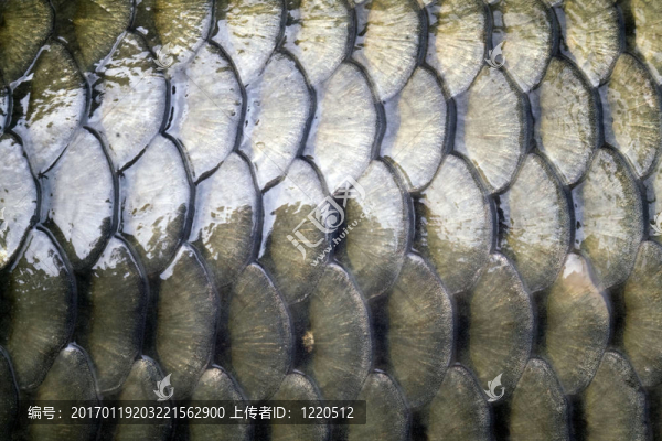 大鯉魚(yú)鱗近