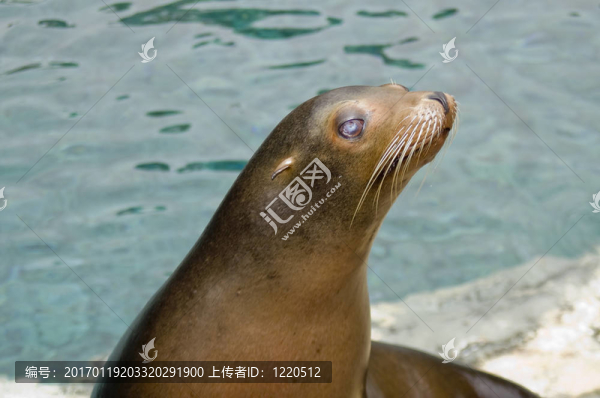 小海獅