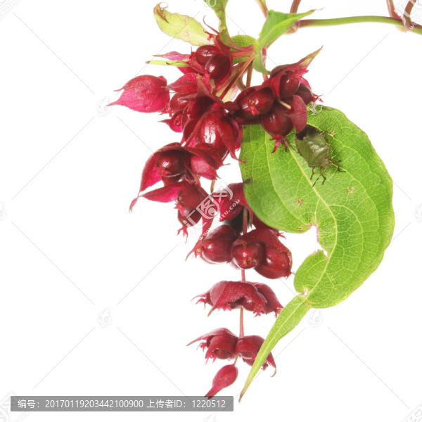 苘麻的花和蟲子