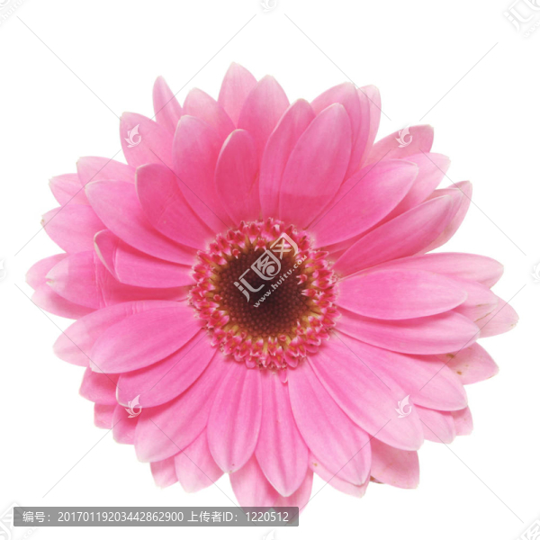 粉紅色的雛菊