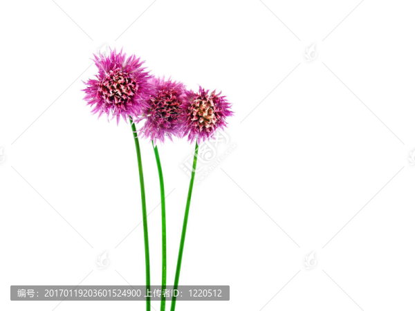 開花的韭菜1