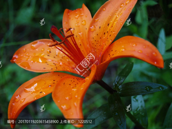 雨后的橙色百合2