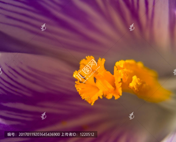 紫番紅花3宏