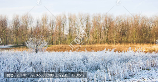 層