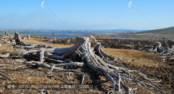死樹樁