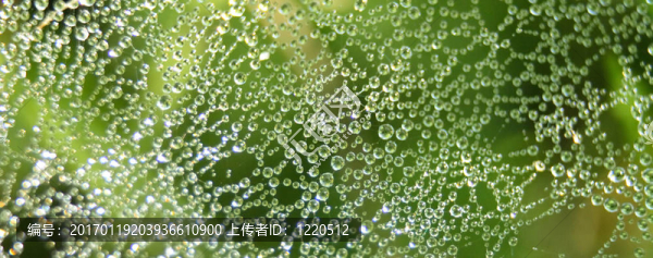 綠色的背景