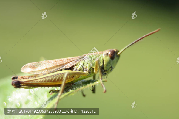 草斗