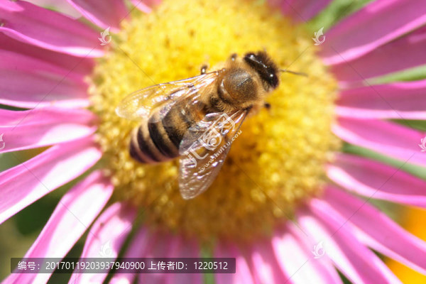 蜜蜂