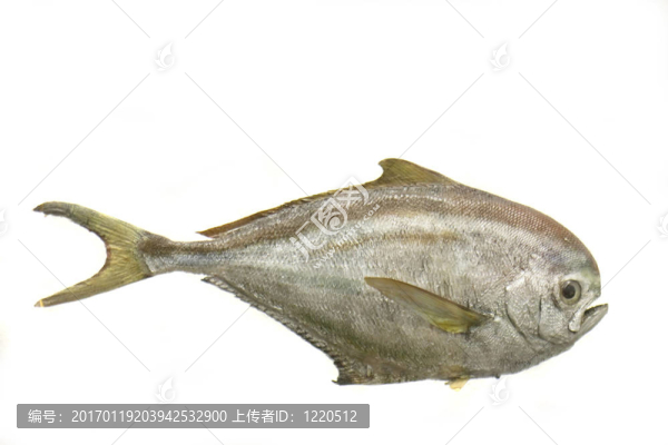 異國情調(diào)的魚