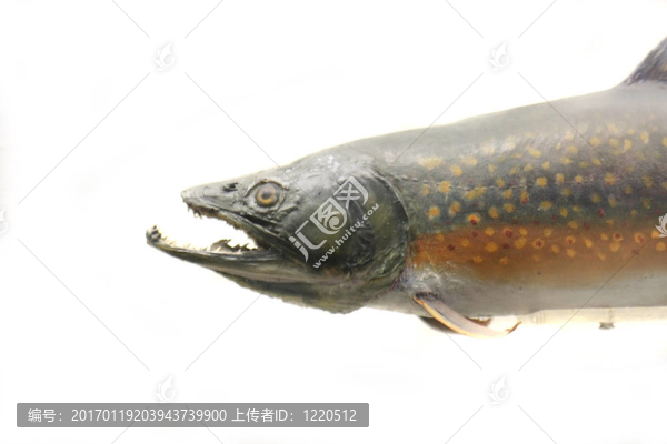 異國情調(diào)的魚