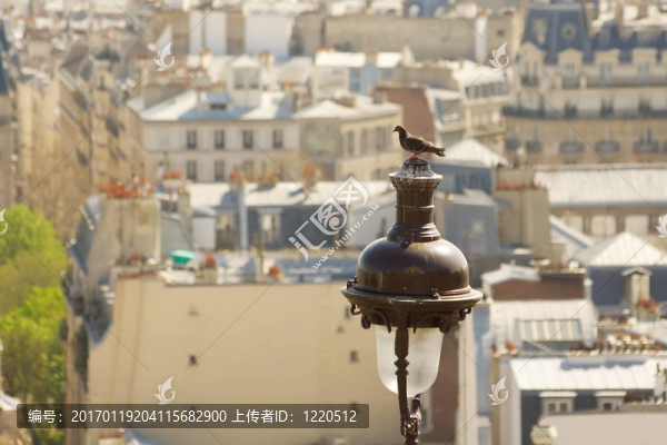 巴黎屋頂前的鴿子
