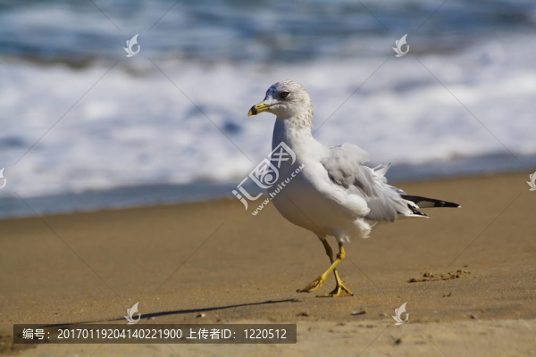 海灘上的海鷗