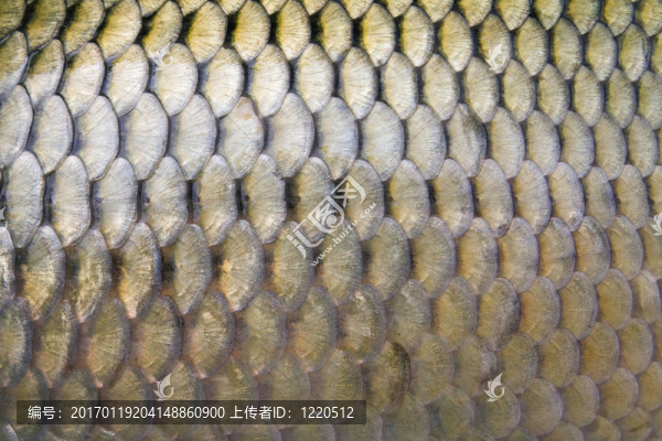 大鯉魚鱗近