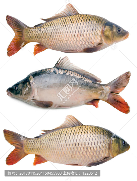 鯉魚收集