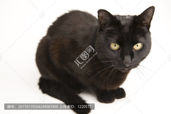 一只黑貓孤立-匯圖網(wǎng) www.fosd68.com 一只黑貓孤立