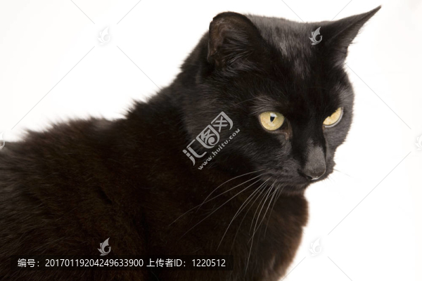 一只黑色的貓在一個
