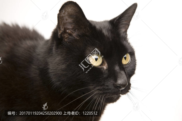 一只黑貓孤立