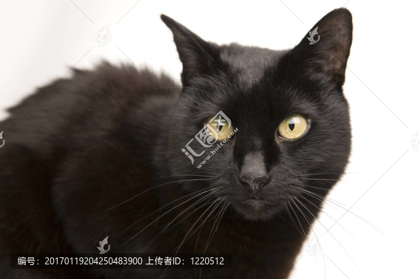 一只黑貓孤立