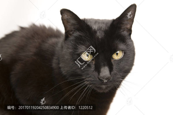 一只黑貓孤立