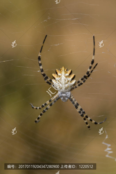 蜘蛛（Argiope,lobata）