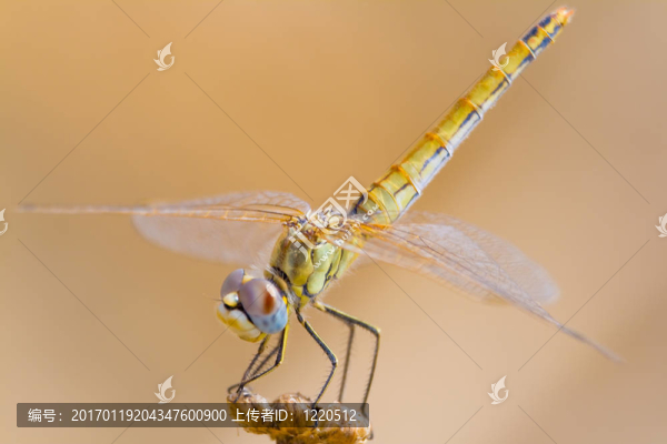 蜻蜓（sympetrum,SP）