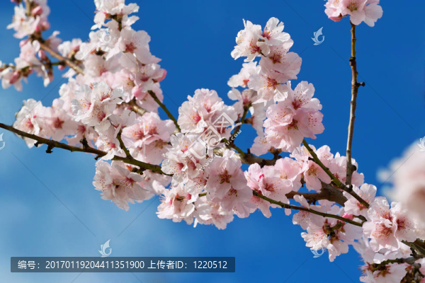 櫻桃杏仁花