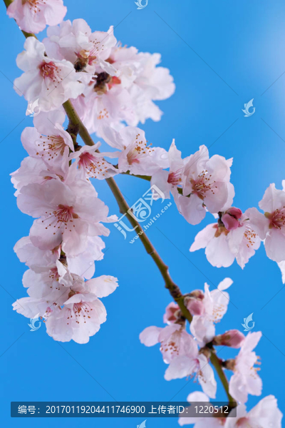 櫻桃杏仁花