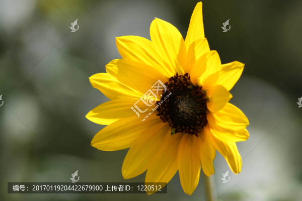 17_lonely向日葵