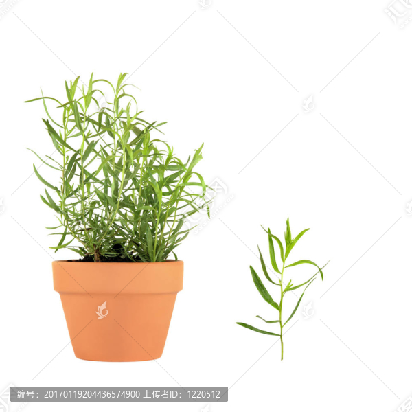 草本植物龍蒿