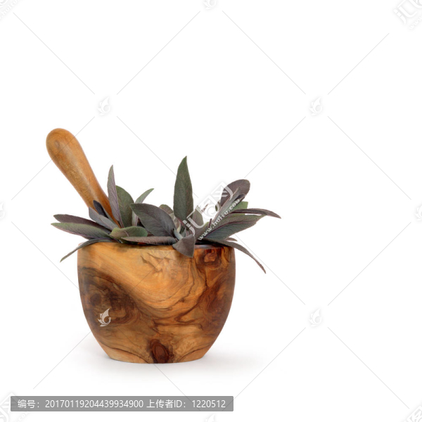 丹參