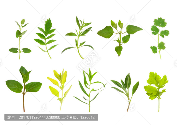 草本植物，葉的選擇