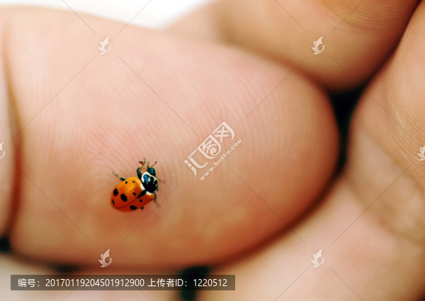 瓢蟲在手