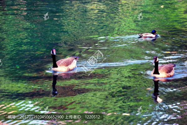 鳥在水
