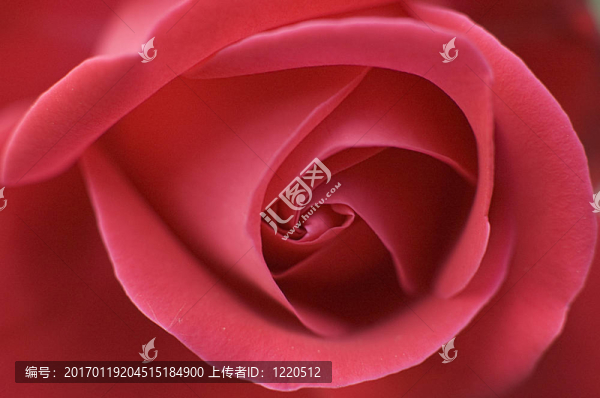 Rosa,Rossa,/紅玫瑰