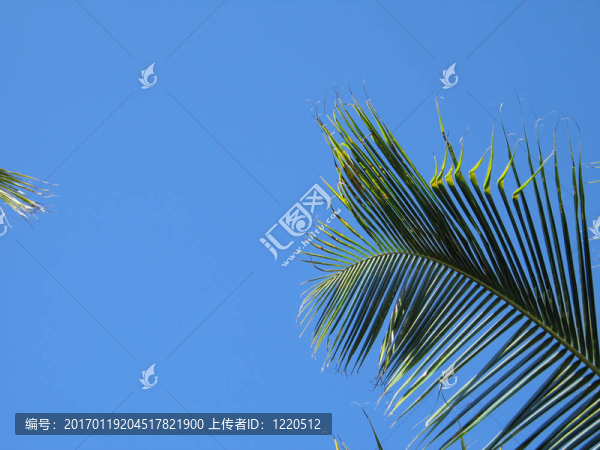 棕櫚樹(shù)