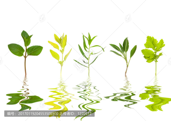 草本植物，葉摘要