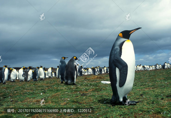 殖民地的國(guó)王企鵝在Falkland群島
