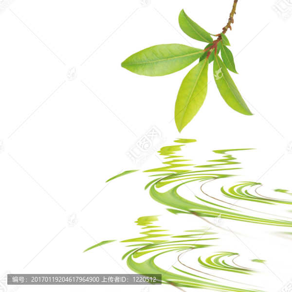 月桂樹葉的美