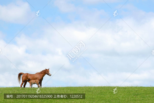 馬和驢駒