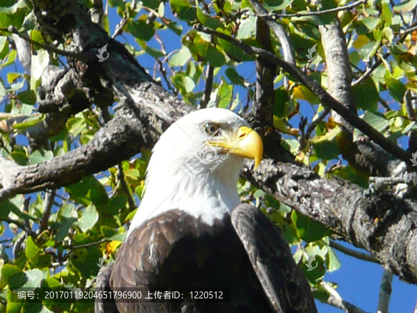 密歇根的禿頭鷹