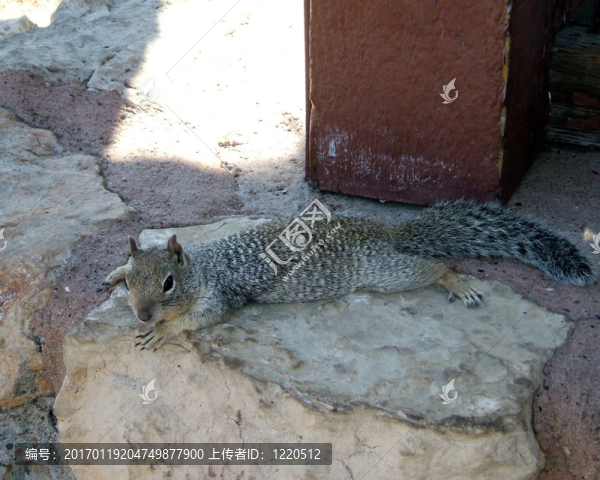 休息的松鼠