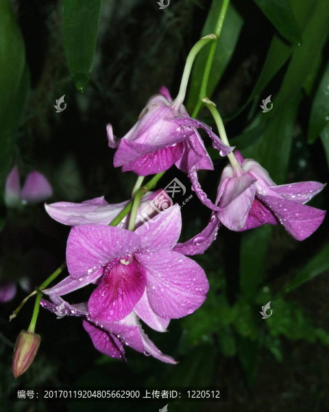 有水滴的紫色百合