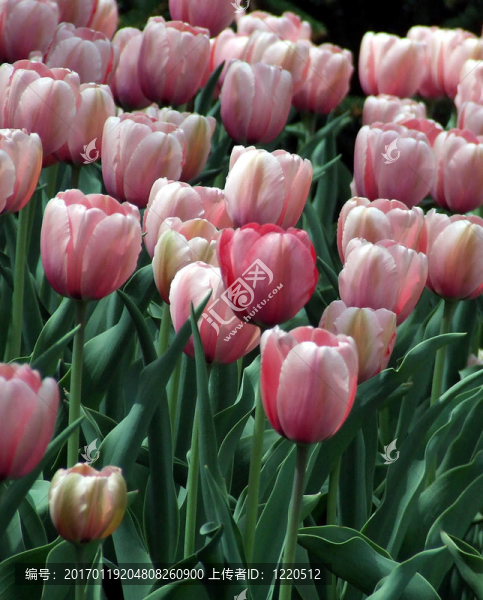 粉紅和紅色郁金香-匯圖網(wǎng) www.fosd68.com 粉紅和紅色郁金香