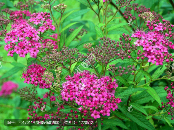 多彩的春天的花朵
