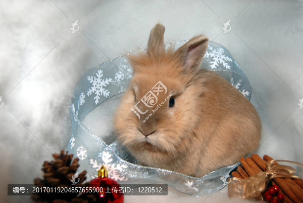 假日的小兔子