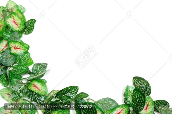 邊境的葉子