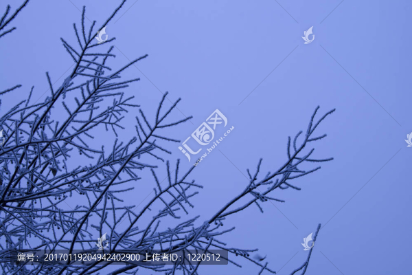 雪的樹枝