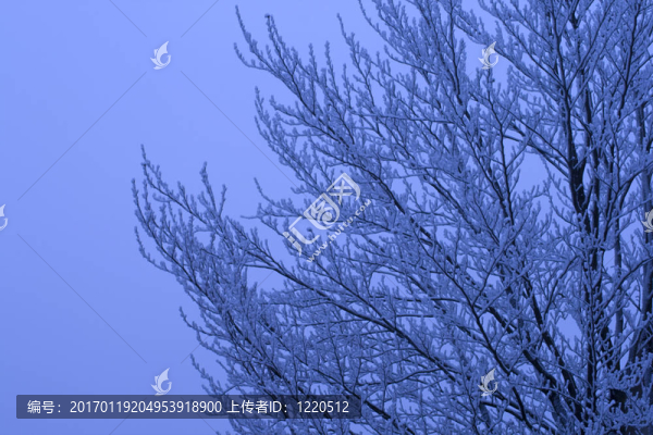 雪