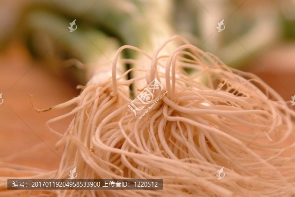 大蒜洋蔥